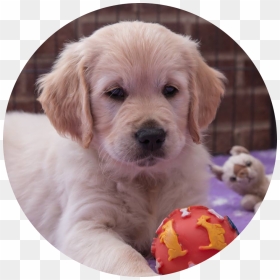 Golden Retriever , Png Download - Golden Retriever Puppies Circle, Transparent Png - golden retriever png