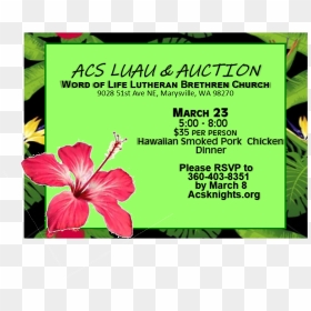 Luau Png , Png Download - Chinese Hibiscus, Transparent Png - luau png