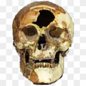 Transparent Skull And Bones Png - Skull, Png Download - skull and bones png