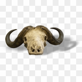 African Buffalo , Png Download - Argali, Transparent Png - buffalo png