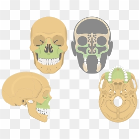 Skull, HD Png Download - skull and bones png