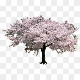 Sakura Tree , Png Download - Sakura Tree Png, Transparent Png - sakura tree png