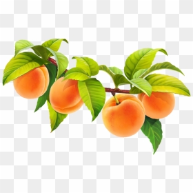 Peach Fruit Png - Tangerine, Transparent Png - fruit tree png