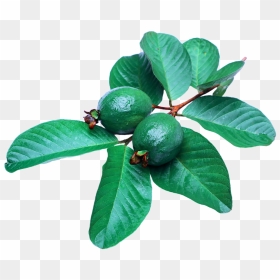 Guava Png - Guava Leaf, Transparent Png - fruit tree png