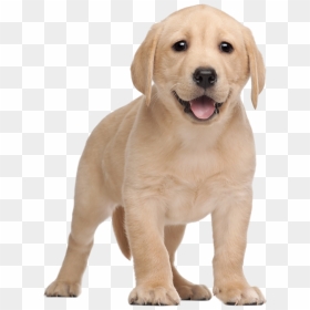 Labrador Yorkshire Terrier Clip - Labrador Puppy Png, Transparent Png - golden retriever png