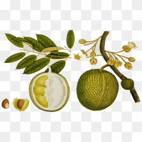 Durian Royalty Free - Durian Drawing, HD Png Download - fruit tree png