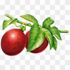 Plum Png, Transparent Png - fruit tree png