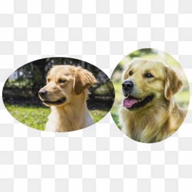 Hellie Pedigree And Clearances - Golden Retriever, HD Png Download - golden retriever png