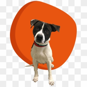 Dubuque Iowa Humane Society Dogs, HD Png Download - people walking dog png