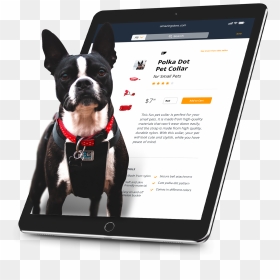 Boston Terrier, HD Png Download - polka dot pattern png