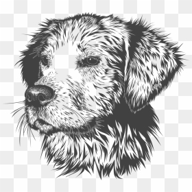 Transparent Golden Retriever Clipart - Dog Drawing Tik Tok, HD Png Download - golden retriever png