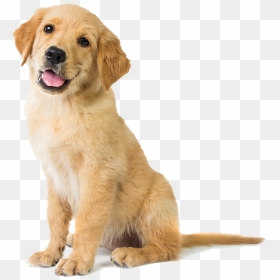 Happy Golden Retriever Puppy - Golden Retriever Dog, HD Png Download - golden retriever png