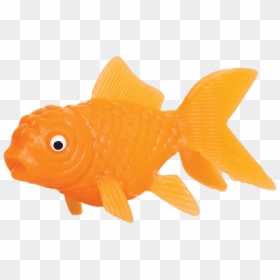 Plastic Goldfish - Transparent Background Goldfish Fish, HD Png Download - gold fish png