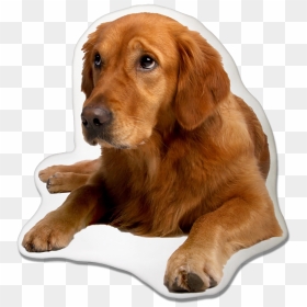 Golden Retriever Dog Pillow - Golden Retriever Puppy Labrador, HD Png Download - golden retriever png
