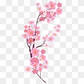 Bunga Sakura Vector Png, Transparent Png - vhv