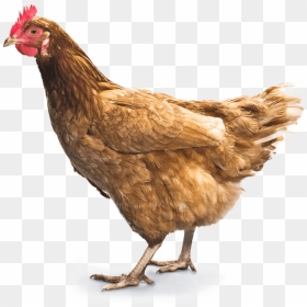 Thumb Image - Chicken Png, Transparent Png - hen png