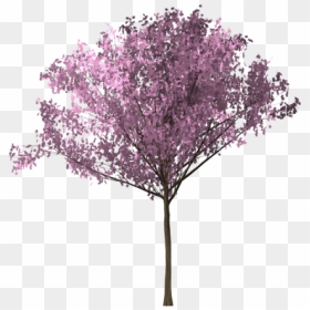 Bunga Sakura Png, Transparent Png - sakura tree png