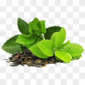 Transparent Green Tea Png - Tea Leaves Transparent Background, Png Download - green tea png
