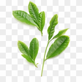 Green Tea Plant Png, Transparent Png - green tea png