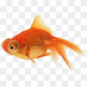 Golden Fish, HD Png Download - gold fish png