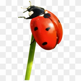 Ladybug Png Image - Ladybird Png, Transparent Png - lady bug png