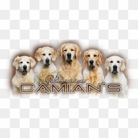 Golden Retriever - Camian"s - Golden Retriever, HD Png Download - golden retriever png