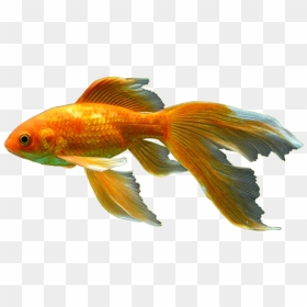 Goldfish Png Pic - Goldfish, Transparent Png - gold fish png