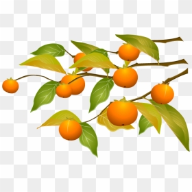 Persimmon Png - Cartoon Transparent Orange Tree, Png Download - fruit tree png