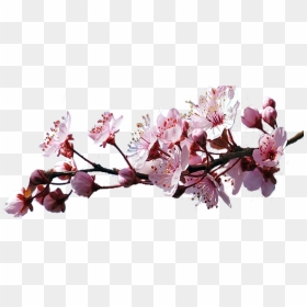 Sakura Png - Cherry Blossom Branch Png, Transparent Png - sakura tree png