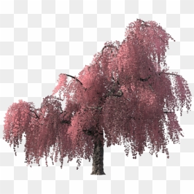Cherry Blossom Tree Render, HD Png Download - sakura tree png