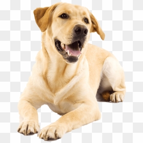 Yellow Lab Transparent, HD Png Download - golden retriever png