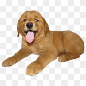 Puppy Png, Transparent Png - golden retriever png