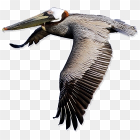 Pelican Free Png Image - Pelican Png, Transparent Png - pelican png