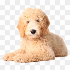 Goldendoodle Golden Retriever Labradoodle Poodle Puppy - Goldendoodle Png, Transparent Png - golden retriever png