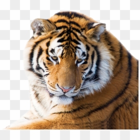 Tiger With White Background, HD Png Download - tiger face png