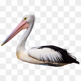White Pelican, HD Png Download - pelican png