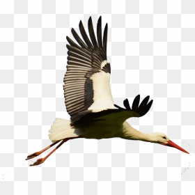 White Bird Flight Flying, HD Png Download - bird flying png