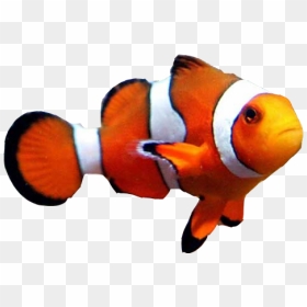 Goldfish Clownfish Aquarium Clown Loach - Clown Fish No Background, HD Png Download - gold fish png