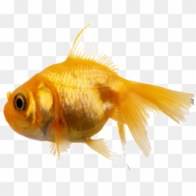 Aesthetically Beautiful Small Fish Static Png - 金鱼, Transparent Png - gold fish png
