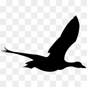 Flying Bird Svg Animation, HD Png Download - bird flying png