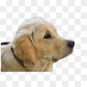 Golden Retriever Puppy, HD Png Download - golden retriever png