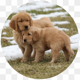Golden Retriever, HD Png Download - golden retriever png