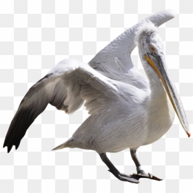 Pelican Transparent Background, HD Png Download - pelican png