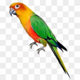 Parrot Clipart Bird Fly - Transparent Background Parrot Clipart, HD Png Download - bird flying png