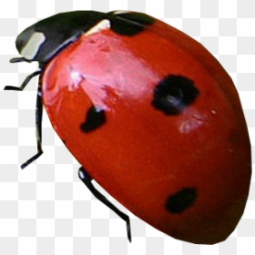 Lady Bug Png Free Download - Ladybug With Transparent Background, Png Download - lady bug png