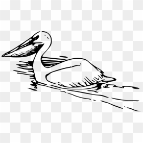Pelican Png Icons - Pelican Black And White, Transparent Png - pelican png