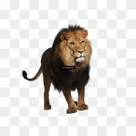 Lion Png For Picsart , Png Download - Picsart Lion Png Hd, Transparent Png - lion.png