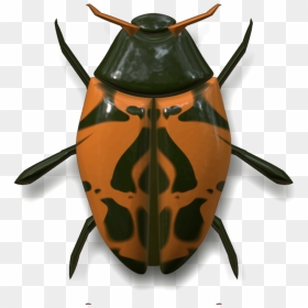 Ladybug Dark Green And Orange - Volkswagen Beetle Insect, HD Png Download - lady bug png