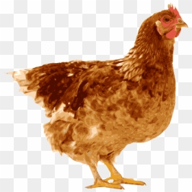 Indian Clipart Hen - Hen And Egg, HD Png Download - hen png