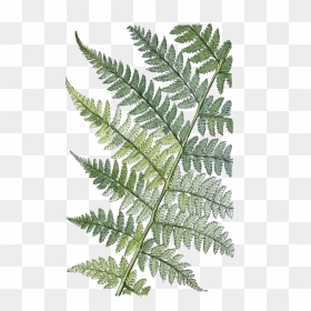 Transparent Fern Plant Leaves - Fern Vector Png, Png Download - ferns png